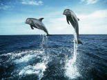 WallPaper Delfini